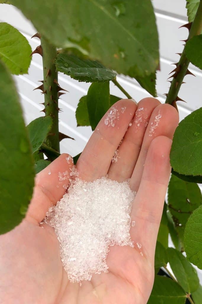 Is Rock Salt Safe For Plants?